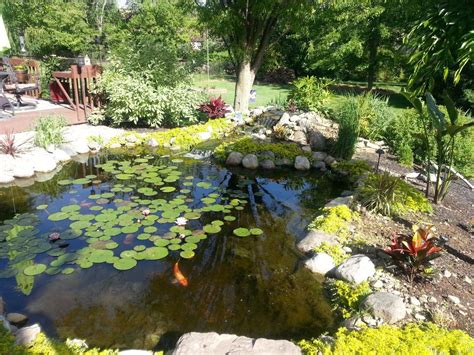 backyard pond forum|koi forum.